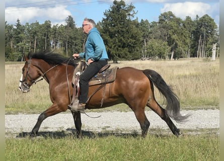 Slowakisches Warmblut, Wallach, 14 Jahre, 16 hh, Brauner