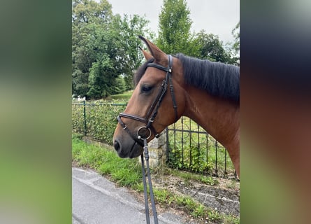 Slovak Warmblood Mix, Gelding, 6 years, 15.3 hh, Brown
