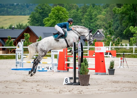 Slovak Warmblood, Gelding, 6 years, 17,3 hh, Gray