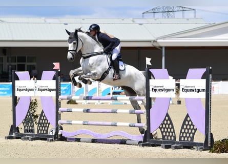 Slovak Warmblood, Gelding, 6 years, Gray