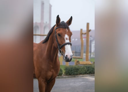 Slovak Warmblood, Gelding, 7 years, 16.2 hh, Bay