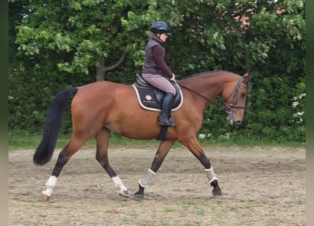 Slovak Warmblood, Mare, 10 years, 16.3 hh, Brown