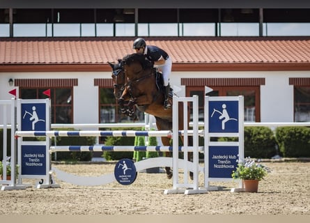 Slovak Warmblood, Mare, 12 years, 16.1 hh, Brown