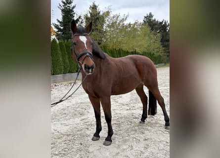 Slovak Warmblood, Mare, 12 years, 16,1 hh, Brown