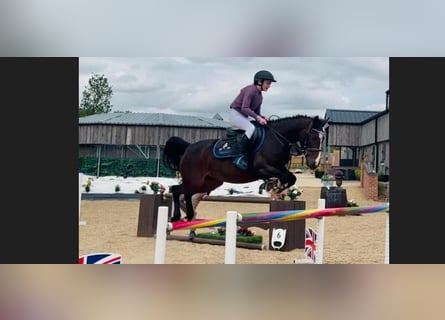 Slovak Warmblood, Mare, 4 years, 14,1 hh, Bay-Dark