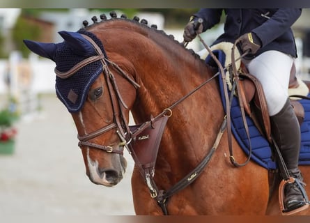 Slovak Warmblood, Mare, 6 years, 15,2 hh, Bay