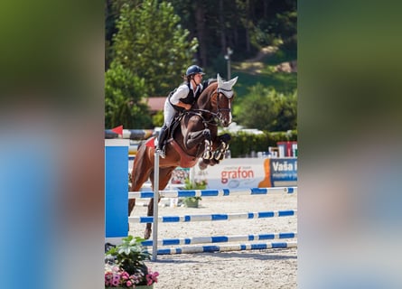 Slovak Warmblood, Mare, 7 years, 17 hh, Bay-Dark
