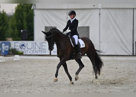 Slovak Warmblood, Mare, 8 years, 16,3 hh, Black