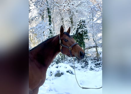 Slovakiskt varmblod, Sto, 11 år