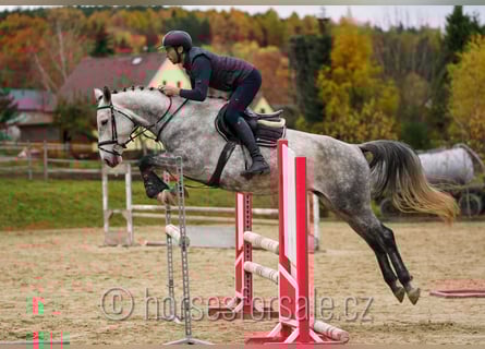 Slovakiskt varmblod, Sto, 6 år, 171 cm, Grå
