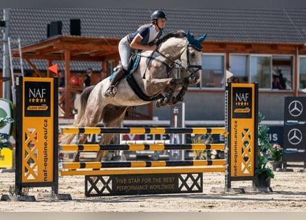 Slovakiskt varmblod, Valack, 6 år, 169 cm, Grå