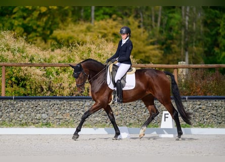 Slowaaks warmbloed, Merrie, 6 Jaar, 174 cm, Roodbruin