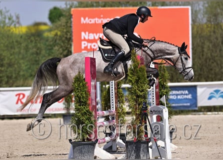 Slowaaks warmbloed, Ruin, 4 Jaar, 170 cm, Schimmel