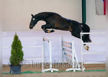 Słowacki koń gorącokrwisty, Ogier, 3 lat, 164 cm, Skarogniada