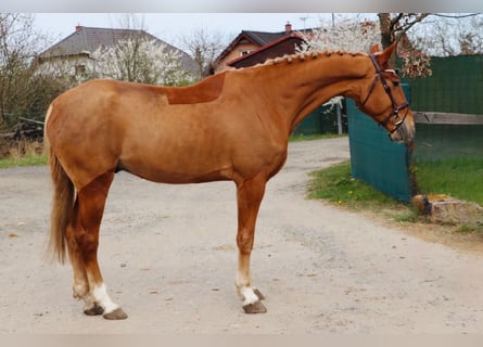 Słowacki koń gorącokrwisty, Wałach, 6 lat, 170 cm, Ciemnokasztanowata