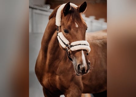 Slowakisches Warmblut, Stute, 11 Jahre, 169 cm, Dunkelfuchs