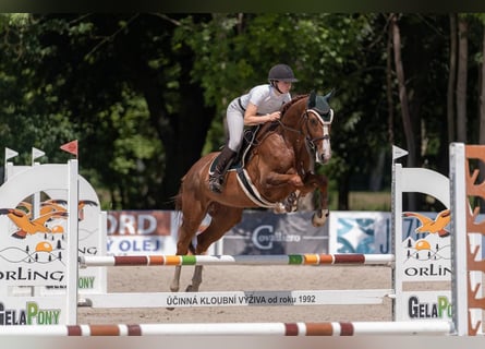 Slowakisches Warmblut, Stute, 5 Jahre, 164 cm, Dunkelfuchs