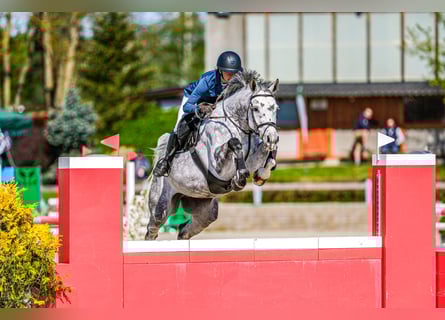 Slowakisches Warmblut, Stute, 8 Jahre, 168 cm, Schimmel