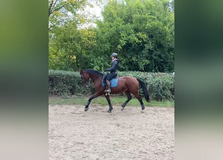 Slowakisches Warmblut, Stute, 9 Jahre, 175 cm, Rotbrauner