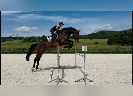 Slowakisches Warmblut, Wallach, 10 Jahre, 180 cm, Schwarzbrauner