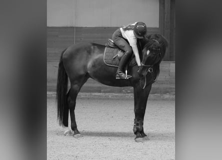 Slowakisches Warmblut, Wallach, 15 Jahre, 178 cm, Dunkelbrauner