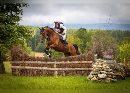 Slowakisches Warmblut, Wallach, 5 Jahre, 174 cm, Brauner