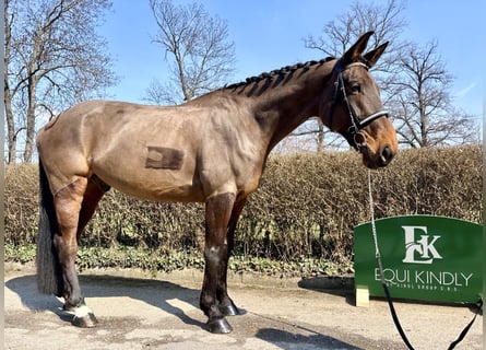 Slowakisches Warmblut, Wallach, 7 Jahre, 170 cm, Rotbrauner