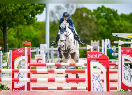 Slowakisches Warmblut, Wallach, 7 Jahre, 182 cm, Schimmel