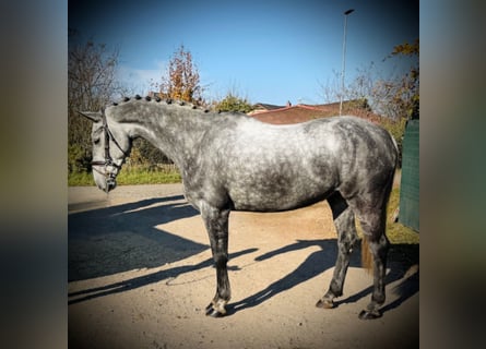 Slowakisches Warmblut, Wallach, 8 Jahre, 170 cm, Schimmel