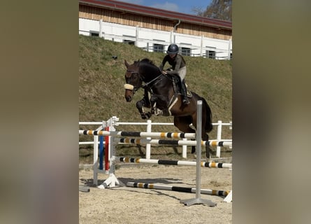 Slowakisches Warmblut, Wallach, 8 Jahre, 180 cm, Dunkelbrauner