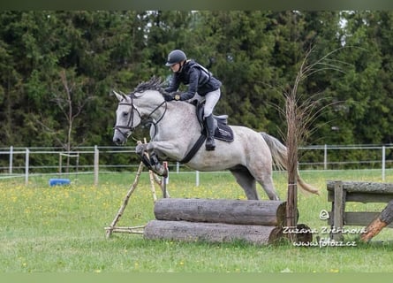 Slowakisches Warmblut, Wallach, 9 Jahre, 165 cm, Schimmel