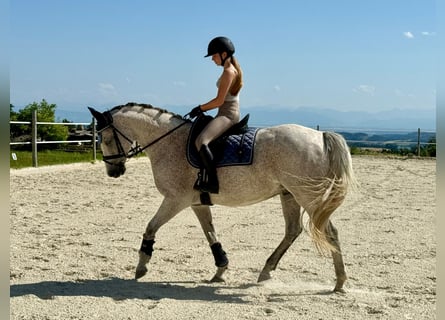 Slowakisches Warmblut, Wallach, 9 Jahre, 165 cm, Schimmel