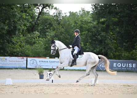 Slowakisches Warmblut, Wallach, 9 Jahre, 173 cm, White