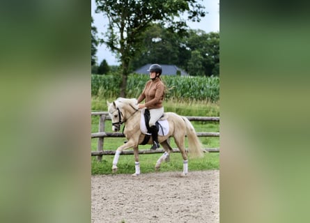Small German riding horse, Gelding, 4 years, 13.2 hh, Palomino