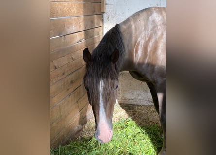 Small German riding horse, Gelding, 5 years, 14,2 hh, Chestnut
