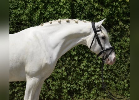 Small German riding horse, Gelding, 9 years, 15.1 hh, Grey