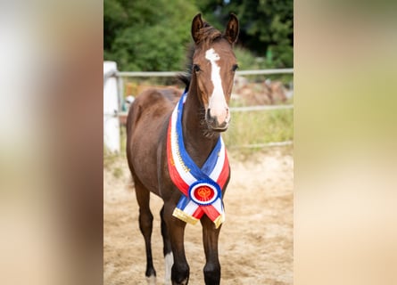 Small German riding horse, Mare, 1 year, 15.1 hh, Bay-Dark