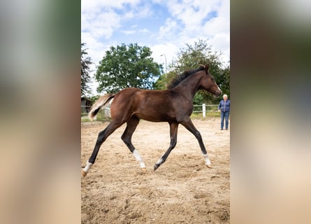 Small German riding horse, Mare, 1 year, Bay-Dark