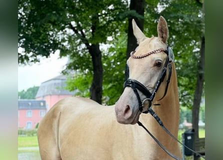 Small German riding horse, Mare, 4 years, 13.3 hh, Champagne