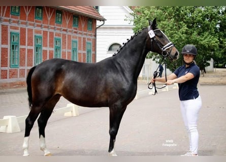 Small German riding horse, Mare, 4 years, 14.3 hh, Brown