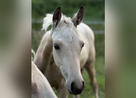 Small German riding horse, Mare, Foal (04/2025), 14.2 hh, Buckskin