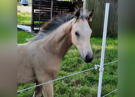 Small German riding horse, Mare, Foal (05/2024), 15.1 hh, Buckskin