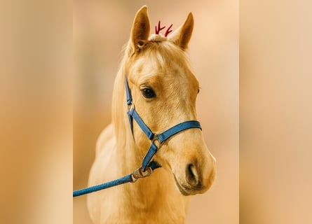 Small German riding horse, Mare, Foal (02/2025), 15,2 hh, Palomino