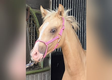 Small German riding horse, Mare, Foal (02/2025), 15,2 hh, Palomino