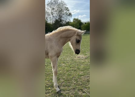 Small German riding horse, Mare, Foal (02/2025), 15,2 hh, Palomino