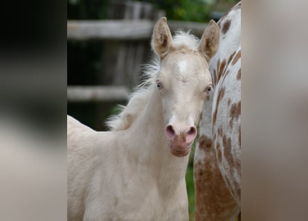 Small German riding horse, Mare, , 15,2 hh, Perlino