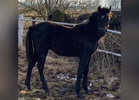 Small German riding horse, Stallion, 1 year, 14.1 hh, Smoky-Black