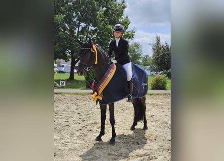 Small German riding horse, Stallion, 4 years, 16 hh, Smoky-Black