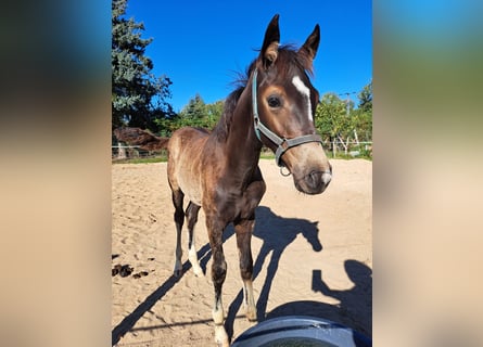 Small German riding horse, Stallion, Foal (05/2025), 15 hh