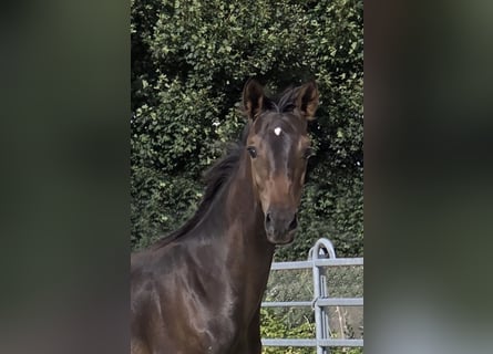 Small German riding horse, Stallion, Foal (03/2025), 15,2 hh, Smoky-Black